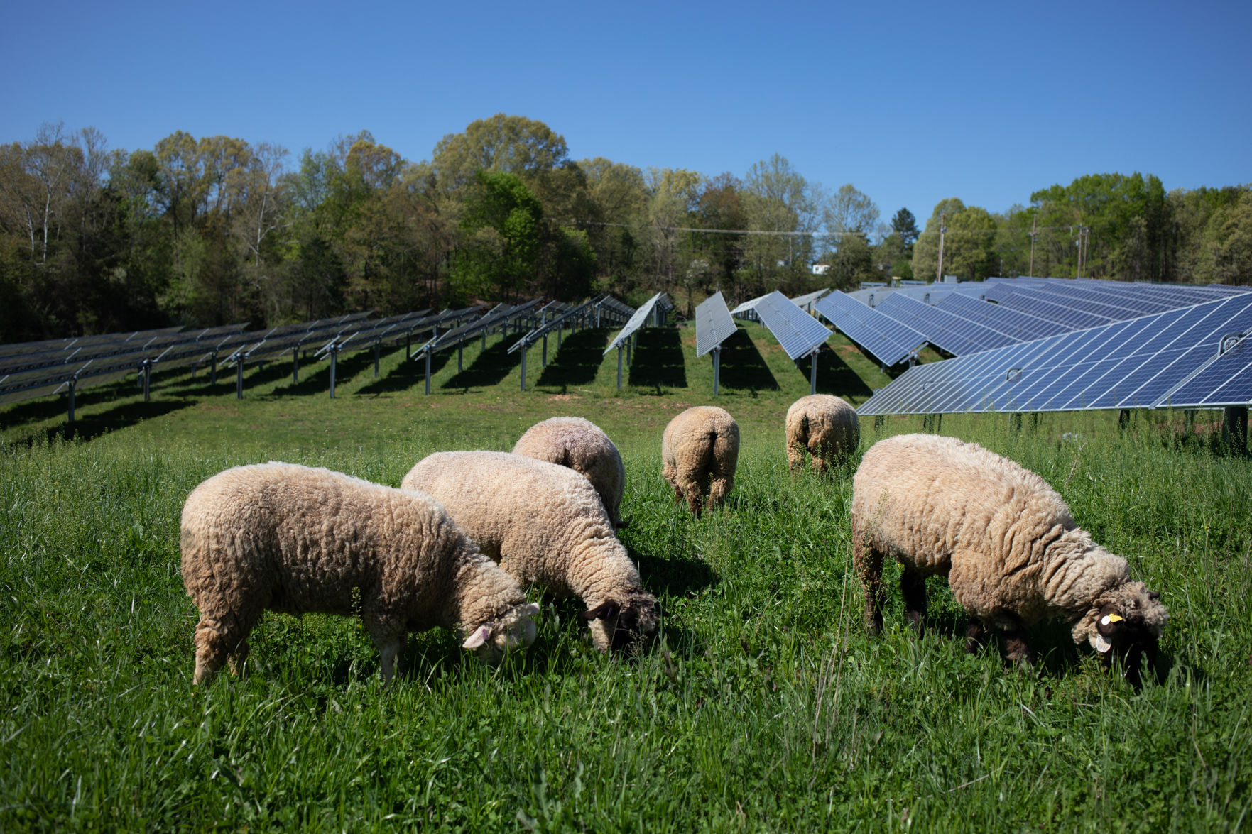 Sheep Farm_19.jpg